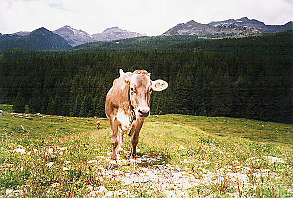 Transalp Garmisch - Gardasee, Juni &acute;99 - Bild 5